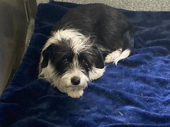 SOPHIE -  Cairn Terrier Dog for Adoption in Tustin, California - SOPHIE | PetCurious