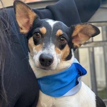 Rescue Mixed Breed Dogs for Adoption in San Diego, California - Ruby | PetCurious