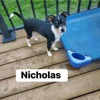 Rat Terrier Dogs Available for Adoption in Lexington, Kentucky - Nicolas | PetCurious