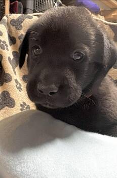 Java -  Labrador Retriever Dog for Adoption in Huntingtown, Maryland - Java | PetCurious