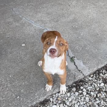 Mixed Breed Dogs Available for Adoption - Susie | PetCurious