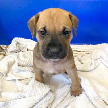 Abigail -  Boxer and Mixed Breed Dog for Adoption in Monroe, Georgia - Abigail | PetCurious
