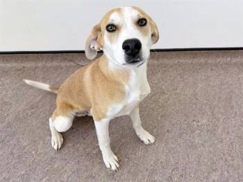 Terrier Dogs Available for Adoption in Brentwood, Missouri - RICHARD | PetCurious