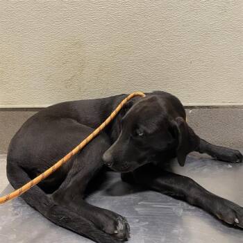 A614859 -  Labrador Retriever Dog for Adoption in Modesto, California - A614859 | PetCurious