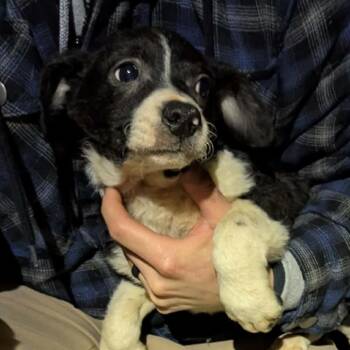 Poodle and Mixed Breed Dogs Available for Adoption - Devyn | PetCurious