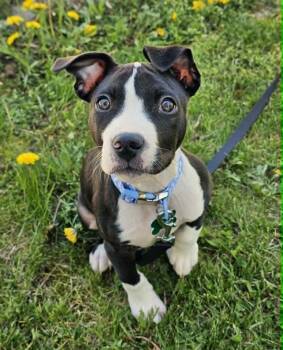 Pit Bull Terrier Dogs Available for Adoption in Saginaw, Michigan - Skeeter | PetCurious