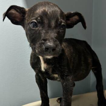 Mixed Breed Dogs Available for Adoption in Chattanooga, Tennessee - Twinkle Toes | PetCurious