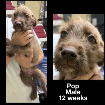 Pop -  German Wirehaired Pointer and Standard Poodle Dog for Adoption in Staley, North Carolina - Pop | PetCurious