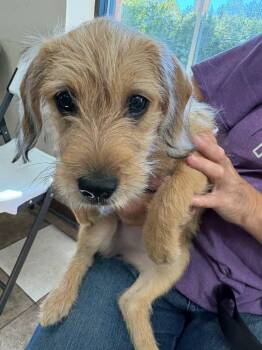 Little Girl -  Wirehaired Terrier Dog for Adoption in Mocksville, North Carolina - Little Girl | PetCurious