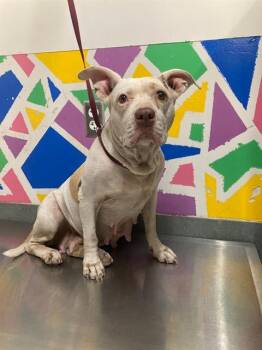 ELLA -  Pit Bull Terrier and Mixed Breed Dog for Adoption in Baytown, Texas - ELLA | PetCurious