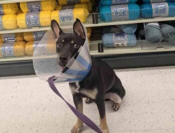 Bunti -  Doberman Pinscher Dog for Adoption in Austin, Texas - Bunti | PetCurious