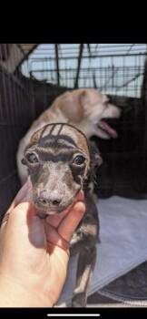 Maisey -  Chihuahua and Miniature Dachshund Dog for Adoption in New Haven, Connecticut - Maisey | PetCurious