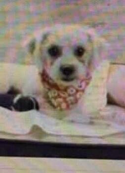 Bismarck -  Bichon Frise Dog for Adoption in Washington, District Of Columbia - Bismarck | PetCurious