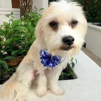 Maltese and Terrier Dogs Available for Adoption in Santa Monica, California - RORY | PetCurious