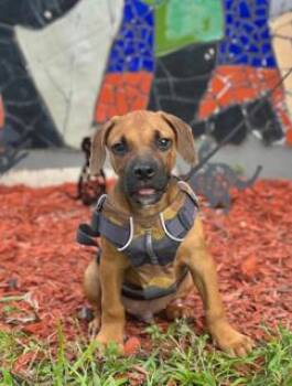 MANI -  Labrador Retriever Dog for Adoption in Miami, Florida - MANI | PetCurious