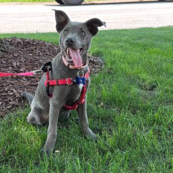 Penelope -  Terrier and Mixed Breed Dog for Adoption in Campton Hills, Illinois - Penelope | PetCurious