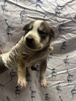 Rescue Pit Bull Terrier and Mixed Breed Dogs for Adoption in Riverside, California - FRANKIE | PetCurious