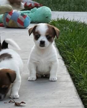 Terrier and Chihuahua Dogs Available for Adoption in Manhattan Beach, California - Vixie | PetCurious