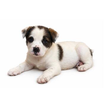 Charlie Brown -  Mastiff and Collie Dog for Adoption in Saratoga Springs, New York - Charlie Brown | PetCurious