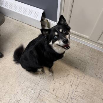 Nova -  Pomsky Dog for Adoption in Elmwood Park, New Jersey - Nova | PetCurious