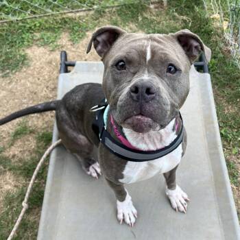 Nora -  Mixed Breed Dog for Adoption in Chattanooga, Tennessee - Nora | PetCurious
