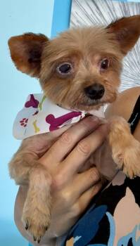 Lily -  Yorkshire Terrier Dog for Adoption in Tifton, Georgia - Lily | PetCurious