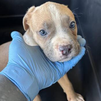 Pit Bull Terrier Dogs Available for Adoption in Birmingham, Alabama - Flipper | PetCurious