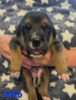 Shepherd Dogs Available for Adoption in Denver, Colorado - Kiko | PetCurious