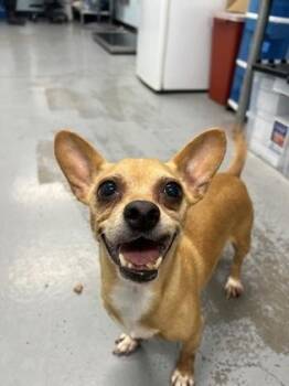 Cleopatra Jones -  Chihuahua Dog for Adoption in Sacramento, California - Cleopatra Jones | PetCurious