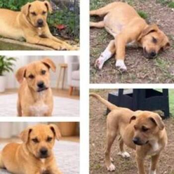 Hound Dogs Available for Adoption - Briggs | PetCurious