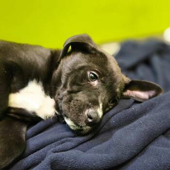 Pit Bull Terrier Dogs Available for Adoption in San Jacinto, California - Old Dan | PetCurious