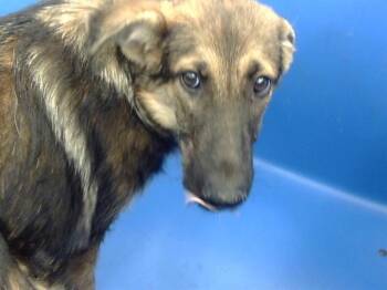 Rescue Mixed Breed Dogs for Adoption in Dallas, Texas - TANNER | PetCurious