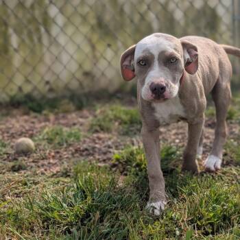 Double H -  Pit Bull Terrier and Mastiff Dog for Adoption in Jasper, Indiana - Double H | PetCurious