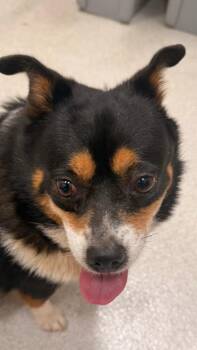 Cardigan Welsh Corgi and Mixed Breed Dogs Available for Adoption - Kielbasa | PetCurious