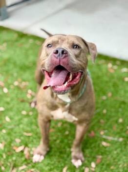 Fletcher - 2 -  Pit Bull Terrier and Mixed Breed Dog for Adoption in Daytona Beach, Florida - Fletcher - 2 | PetCurious