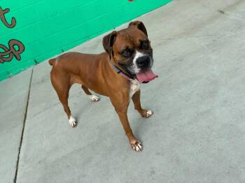 Rescue Boxer Dogs for Adoption in Huntington Beach, California - Mellow | PetCurious