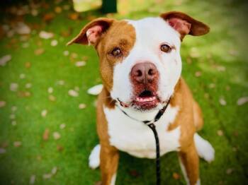 Pit Bull Terrier Dogs Available for Adoption - CHLOE | PetCurious