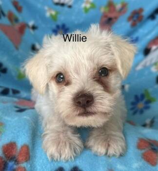 Terrier Dogs Available for Adoption in Larkfield-wikiup, California - Willie | PetCurious
