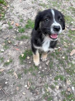 Border Collie and Australian Shepherd Dogs Available for Adoption - Neyetam | PetCurious