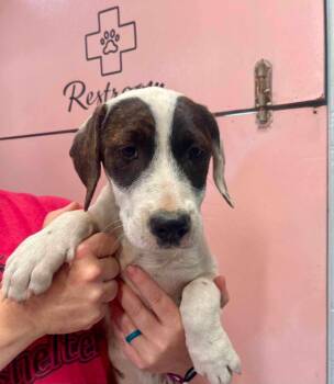 Pineapple -  Border Collie and Pointer Dog for Adoption in Fayetteville, Arkansas - Pineapple | PetCurious