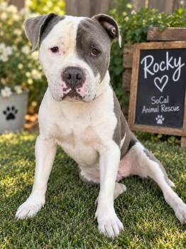 Rocky -  Pit Bull Terrier Dog for Adoption in Rialto, California - Rocky | PetCurious