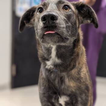 Rescue Shepherd and Mixed Breed Dogs for Adoption in Tampa, Florida - Duckie | PetCurious