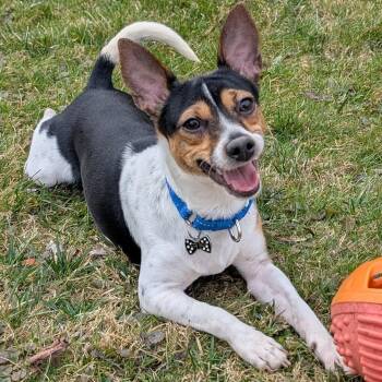 Rat Terrier Dogs Available for Adoption - Pongo | PetCurious