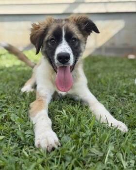 Lizzie -  Saint Bernard and Mixed Breed Dog for Adoption in Malvern, Pennsylvania - Lizzie | PetCurious