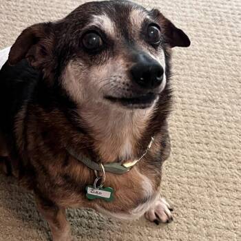 Zuko 14382 -  Chihuahua Dog for Adoption in San Francisco, California - Zuko 14382 | PetCurious