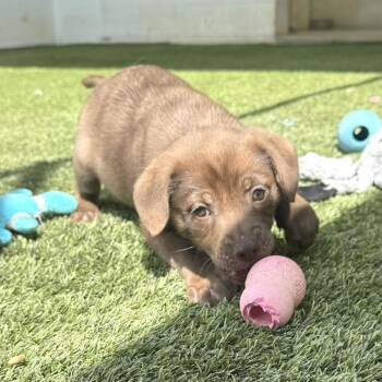 R169026 TAYLOR 3369 -  Labrador Retriever and Mixed Breed Dog for Adoption in Port Washington, New York - R169026 TAYLOR 3369 | PetCurious