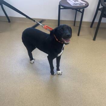Suds -  Black Labrador Retriever and Poodle Dog for Adoption in West Palm Beach, Florida - Suds | PetCurious