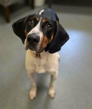 Maverick -  Hound Dog for Adoption in Roxbury Township, New Jersey - Maverick | PetCurious
