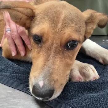 Simpson - 060903U -  Shepherd and Mixed Breed Dog for Adoption in Tupelo, Mississippi - Simpson - 060903U | PetCurious
