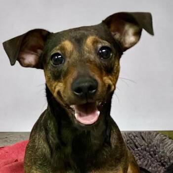Chiweenie Dogs Available for Adoption - Maple | PetCurious